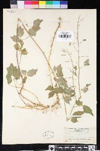 Cardamine angulata image