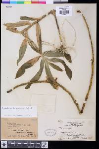 Image of Dendrobium bullenianum