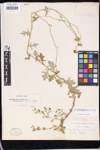 Eriophyllum lanatum var. arachnoideum image