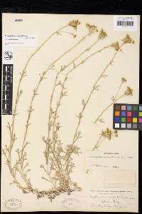 Eriophyllum confertiflorum image