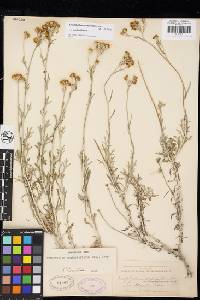 Eriophyllum confertiflorum var. confertiflorum image