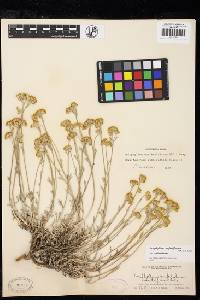 Eriophyllum confertiflorum var. confertiflorum image