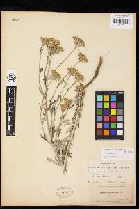 Eriophyllum confertiflorum var. confertiflorum image