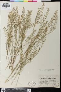 Lepidium virginicum image