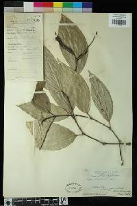 Piper philippinum image