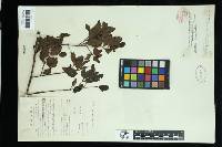 Helixanthera sampsonii image