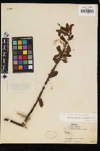 Korthalsella japonica image