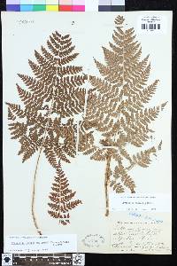 Dryopteris expansa image