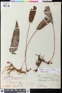 Image of Elaphoglossum angulatum