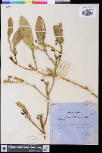 Dendrobium scopa image
