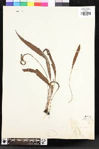 Image of Elaphoglossum actinotrichum
