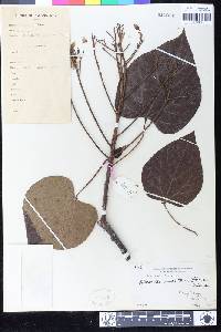 Vernicia montana image