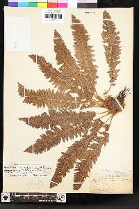 Polystichum scopulinum image