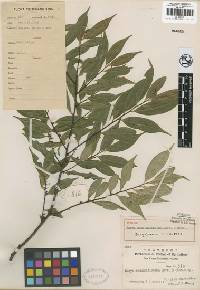 Image of Eurya acuminatissima