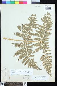 Dryopteris expansa image