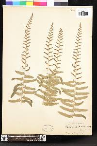 Polystichum acrostichoides image