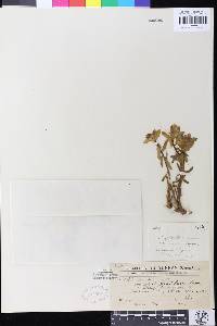 Euphorbia prolifera image