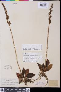 Goodyera oblongifolia image