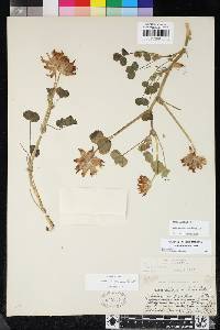 Trifolium fucatum image