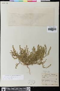 Lepidium strictum image