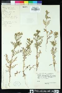 Eucrypta chrysanthemifolia image