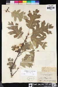 Quercus kelloggii image