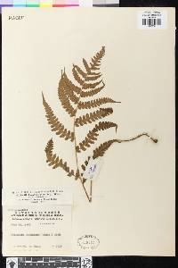 Deparia japonica image