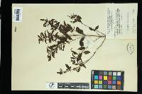 Helixanthera sampsonii image