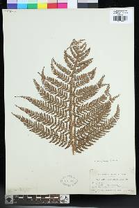 Polystichum marquesense image