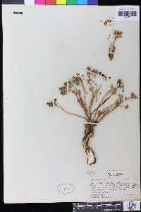 Euphorbia radians image