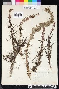 Trichostema lanatum image