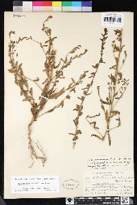 Antirrhinum thompsonii image