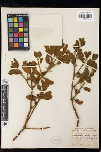 Phoradendron leucarpum subsp. tomentosum image