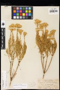 Ericameria arborescens image