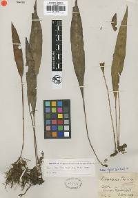 Image of Elaphoglossum acutifolium