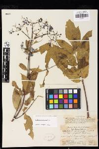 Sambucus nigra subsp. canadensis image