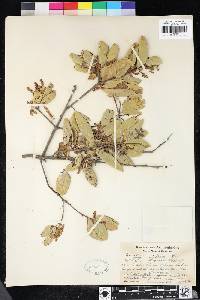 Quercus agrifolia image