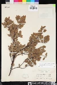 Arctostaphylos hookeri subsp. hookeri image