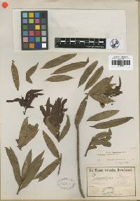 Image of Podocarpus sellowii