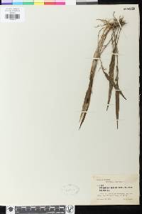 Image of Octomeria tricolor