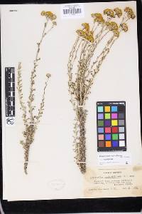 Eriophyllum confertiflorum var. confertiflorum image