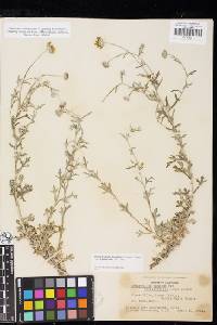 Eriophyllum lanatum image