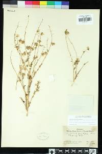 Emmenanthe penduliflora image