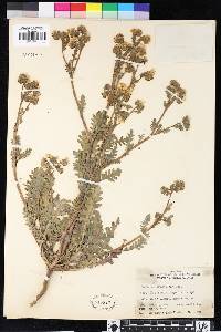 Phacelia brachyloba image