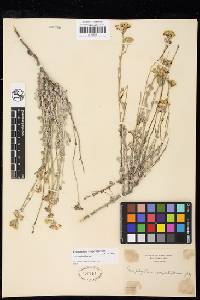 Eriophyllum confertiflorum var. confertiflorum image