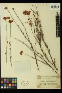 Eriogonum fasciculatum image