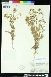 Emmenanthe penduliflora image