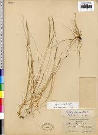 Festuca bromoides image