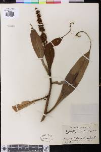 Nepenthes ampullaria image
