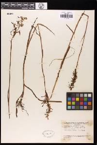 Habenaria linearifolia image
